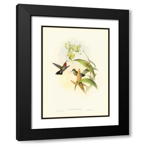 Gould Hummingbird IV Black Modern Wood Framed Art Print with Double Matting by Gould, John