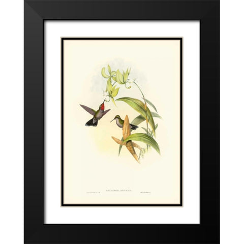 Gould Hummingbird IV Black Modern Wood Framed Art Print with Double Matting by Gould, John