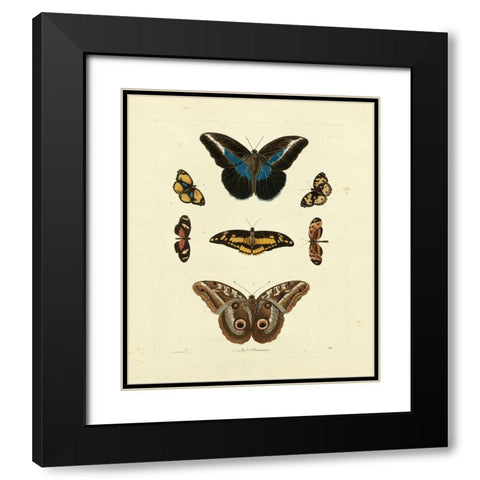 Knorr Butterflies I Black Modern Wood Framed Art Print with Double Matting by Knorr