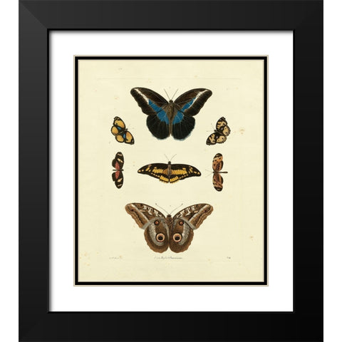 Knorr Butterflies I Black Modern Wood Framed Art Print with Double Matting by Knorr