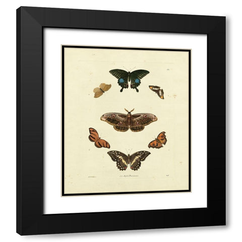 Knorr Butterflies III Black Modern Wood Framed Art Print with Double Matting by Knorr