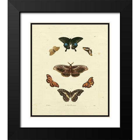 Knorr Butterflies III Black Modern Wood Framed Art Print with Double Matting by Knorr