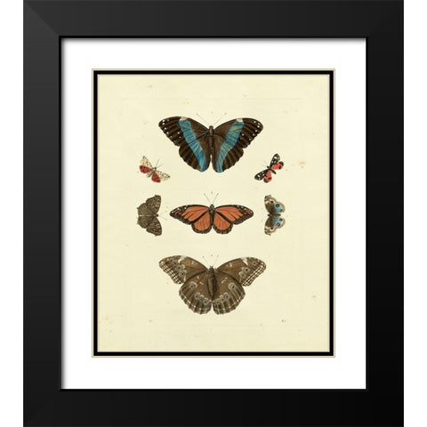 Knorr Butterflies IV Black Modern Wood Framed Art Print with Double Matting by Knorr