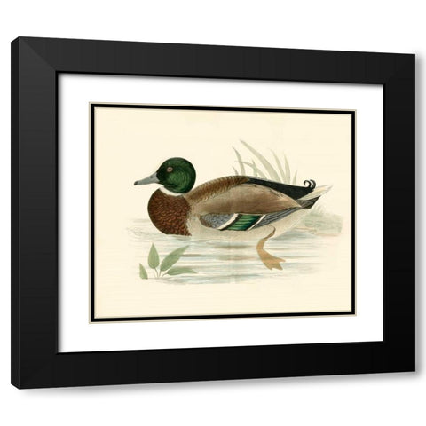 Morris Ducks I Black Modern Wood Framed Art Print with Double Matting by Morris
