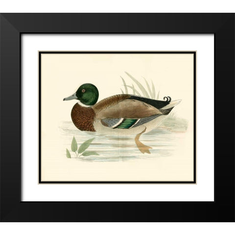 Morris Ducks I Black Modern Wood Framed Art Print with Double Matting by Morris
