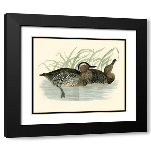 Morris Ducks II Black Modern Wood Framed Art Print with Double Matting by Morris