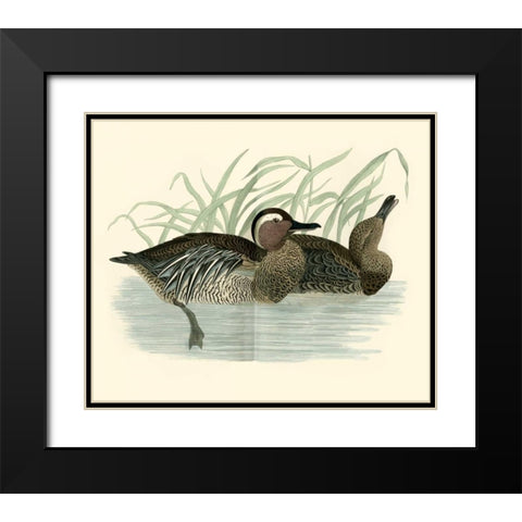Morris Ducks II Black Modern Wood Framed Art Print with Double Matting by Morris
