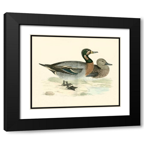 Morris Ducks III Black Modern Wood Framed Art Print with Double Matting by Morris