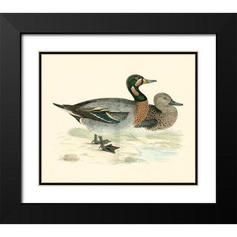 Morris Ducks III Black Modern Wood Framed Art Print with Double Matting by Morris