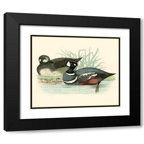 Morris Ducks IV Black Modern Wood Framed Art Print with Double Matting by Morris