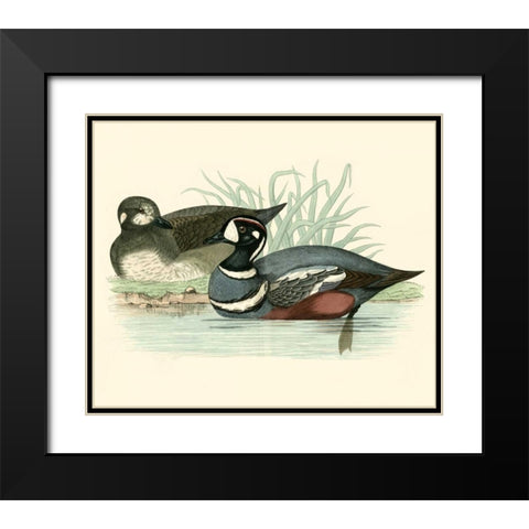 Morris Ducks IV Black Modern Wood Framed Art Print with Double Matting by Morris