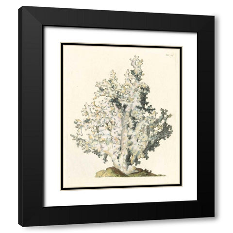 Antique Coral I Black Modern Wood Framed Art Print with Double Matting by Vision Studio
