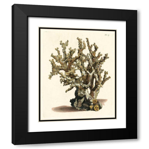 Antique Coral II Black Modern Wood Framed Art Print with Double Matting by Vision Studio