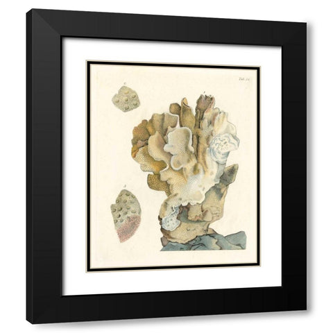 Antique Coral IV Black Modern Wood Framed Art Print with Double Matting by Vision Studio