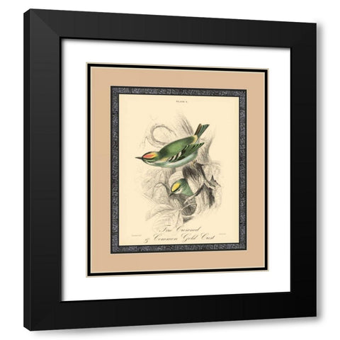 Printed Fire-Crowned Crest Black Modern Wood Framed Art Print with Double Matting by Apogee Art Services