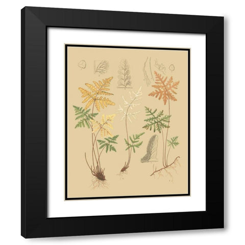 Natures Lace I Black Modern Wood Framed Art Print with Double Matting by Faxon, C.E.