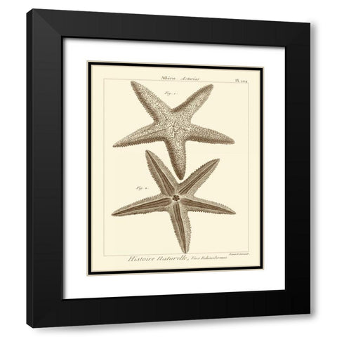 Striking Starfish I Black Modern Wood Framed Art Print with Double Matting by Vision Studio