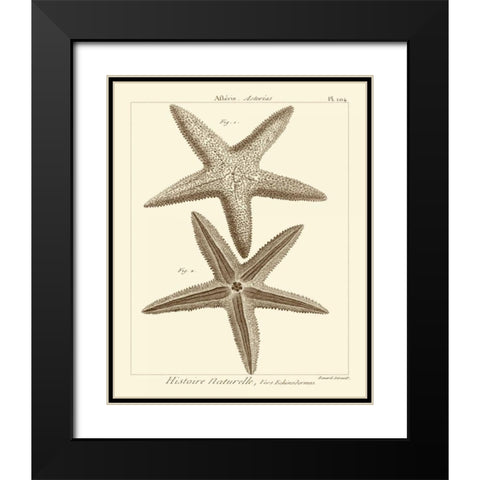 Striking Starfish I Black Modern Wood Framed Art Print with Double Matting by Vision Studio