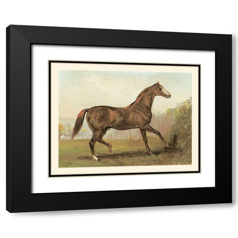 Cassells Horse III Black Modern Wood Framed Art Print with Double Matting by Cassel