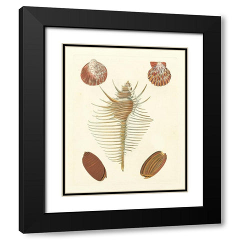 Knorr Shells I Black Modern Wood Framed Art Print with Double Matting by Knorr