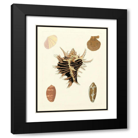 Knorr Shells II Black Modern Wood Framed Art Print with Double Matting by Knorr
