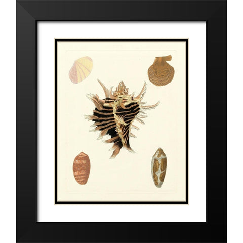 Knorr Shells II Black Modern Wood Framed Art Print with Double Matting by Knorr