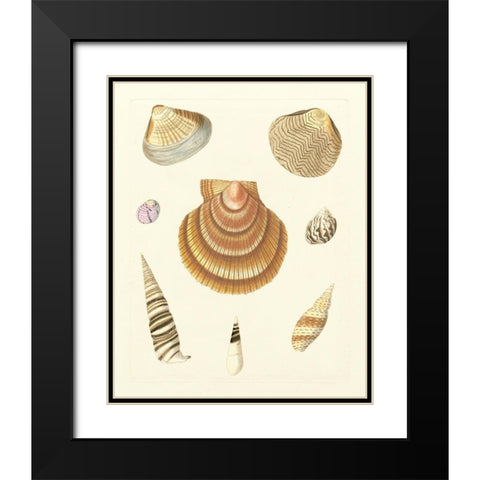 Knorr Shells V Black Modern Wood Framed Art Print with Double Matting by Knorr