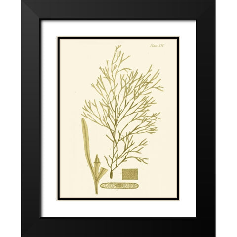 Dramatic Seaweed II Black Modern Wood Framed Art Print with Double Matting by Vision Studio