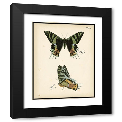 Butterfly Profile IV Black Modern Wood Framed Art Print with Double Matting by Vision Studio