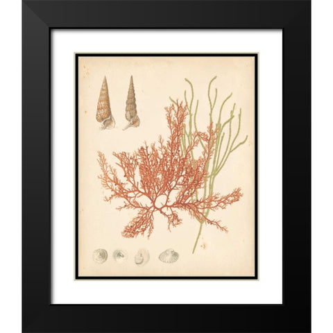 Coastal Relic III Black Modern Wood Framed Art Print with Double Matting by Vision Studio