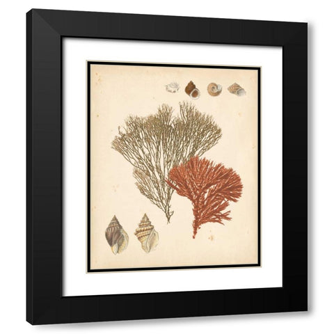 Coastal Relic IV Black Modern Wood Framed Art Print with Double Matting by Vision Studio