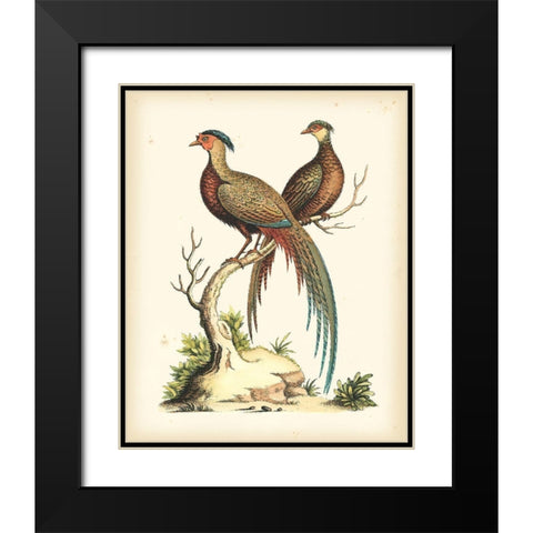Regal Pheasants II Black Modern Wood Framed Art Print with Double Matting by Edwards, George