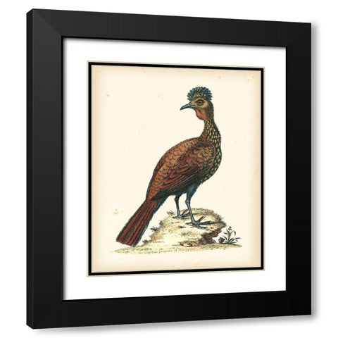 Regal Pheasants V Black Modern Wood Framed Art Print with Double Matting by Edwards, George