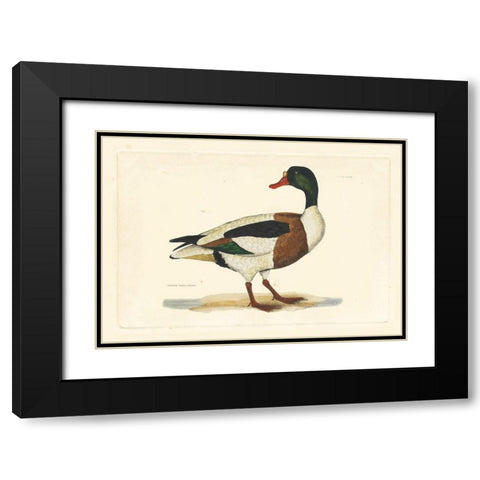 Selby Duck II Black Modern Wood Framed Art Print with Double Matting by Selby, John
