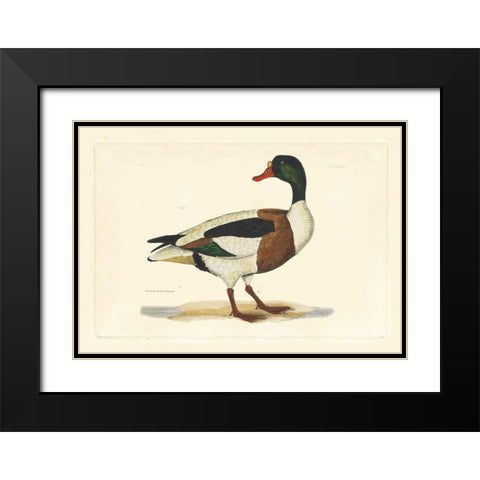 Selby Duck II Black Modern Wood Framed Art Print with Double Matting by Selby, John