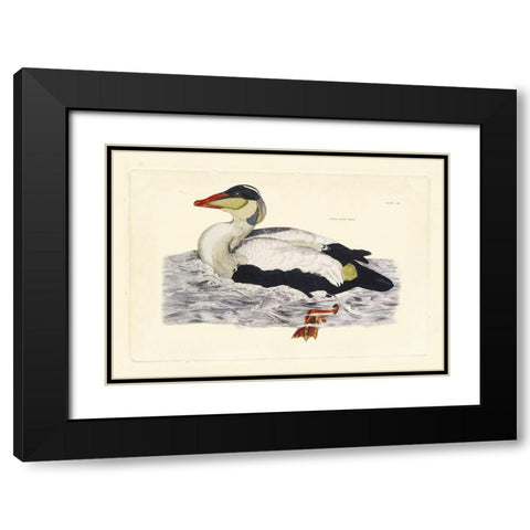 Selby Duck III Black Modern Wood Framed Art Print with Double Matting by Selby, John