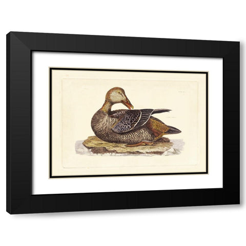 Selby Duck IV Black Modern Wood Framed Art Print with Double Matting by Selby, John