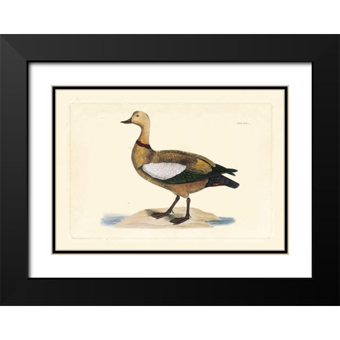 Selby Duck V Black Modern Wood Framed Art Print with Double Matting by Selby, John