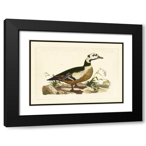 Selby Duck VI Black Modern Wood Framed Art Print with Double Matting by Selby, John