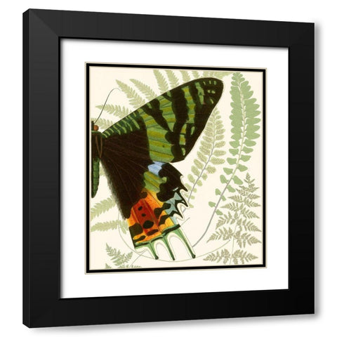 Butterfly Symmetry II Black Modern Wood Framed Art Print with Double Matting by Vision Studio
