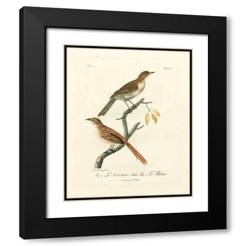 Antique French Birds I Black Modern Wood Framed Art Print with Double Matting by de Langlois