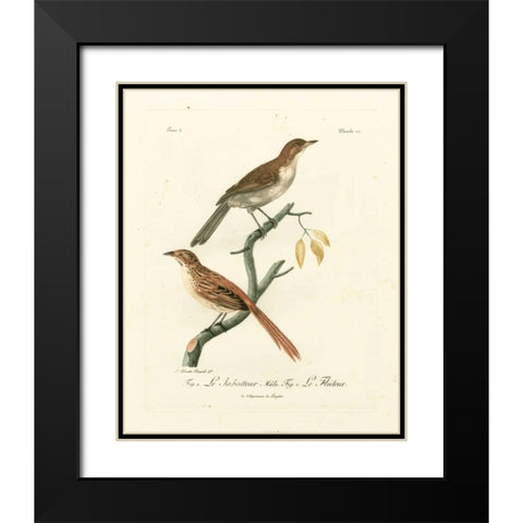 Antique French Birds I Black Modern Wood Framed Art Print with Double Matting by de Langlois