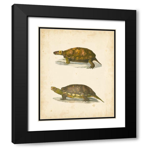 Turtle Duo I Black Modern Wood Framed Art Print with Double Matting by Hill, J.W.