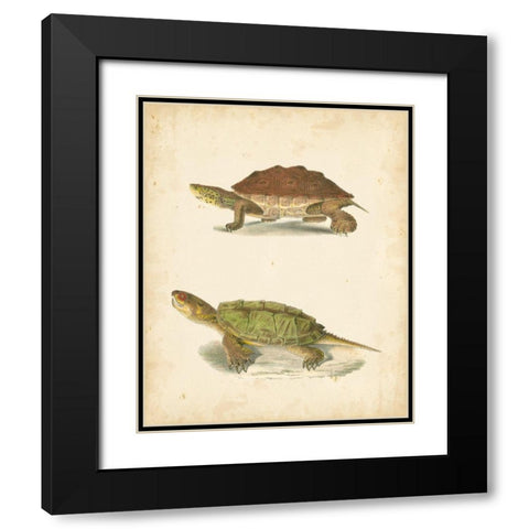 Turtle Duo II Black Modern Wood Framed Art Print with Double Matting by Hill, J.W.