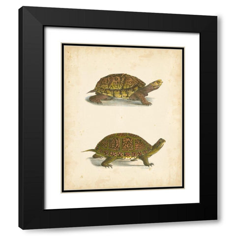 Turtle Duo III Black Modern Wood Framed Art Print with Double Matting by Hill, J.W.