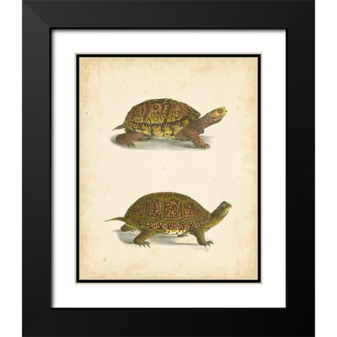 Turtle Duo III Black Modern Wood Framed Art Print with Double Matting by Hill, J.W.