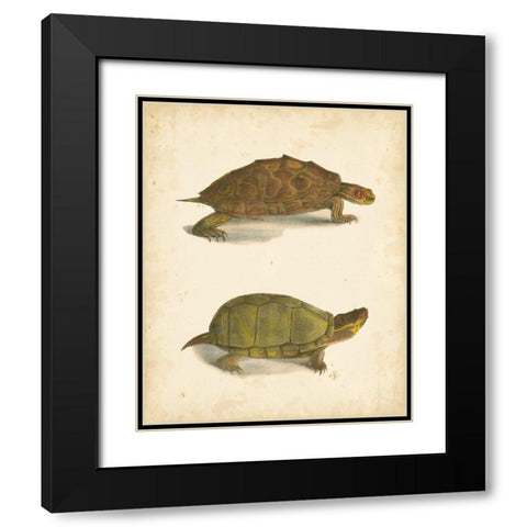 Turtle Duo IV Black Modern Wood Framed Art Print with Double Matting by Hill, J.W.