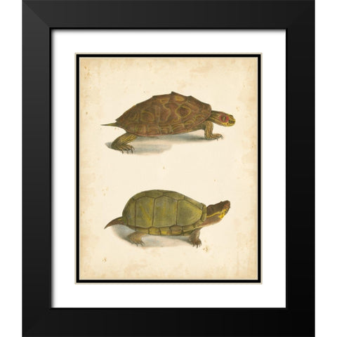 Turtle Duo IV Black Modern Wood Framed Art Print with Double Matting by Hill, J.W.
