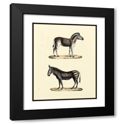 Animal Studies I Black Modern Wood Framed Art Print with Double Matting by Vision Studio