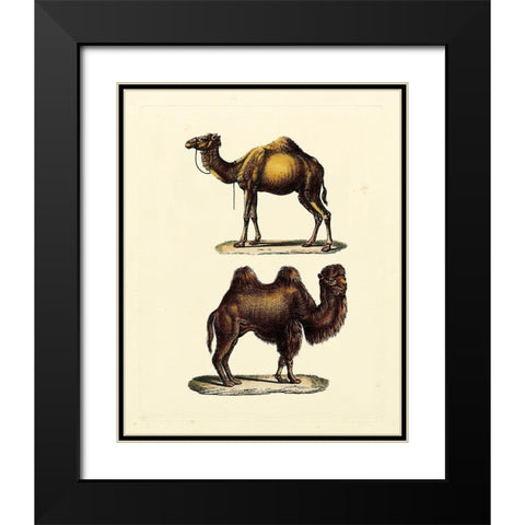 Animal Studies III Black Modern Wood Framed Art Print with Double Matting by Vision Studio